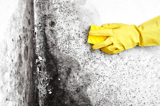 Best Kitchen Mold Remediation in Fairfield, IL