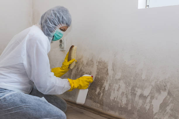 Best Post-Flood Mold Remediation in Fairfield, IL