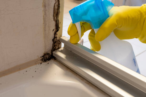 Best DIY Mold Remediation Support Services in Fairfield, IL