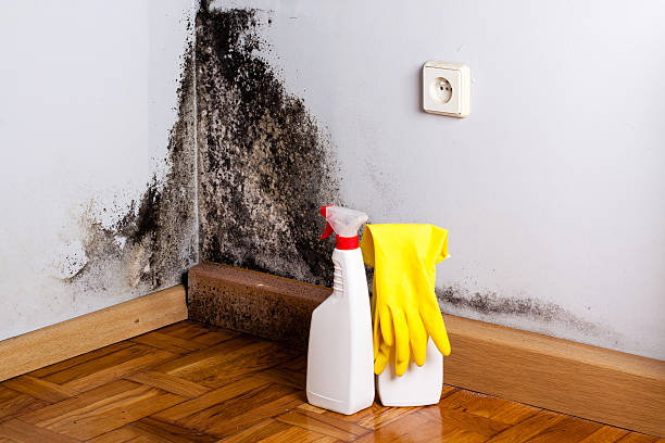 Best Insurance-Related Mold Remediation in Fairfield, IL