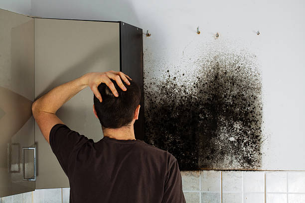 Best HVAC Mold Remediation in Fairfield, IL